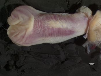 Media type: image;   Herpetology R-139586 Aspect: assulcate